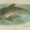 Porpoise.