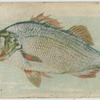 Perch.