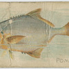 Pompano.