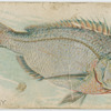 Porgy.
