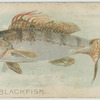 Rock blackfish.