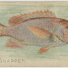 Red snapper.