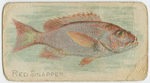 Red snapper.
