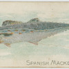 Spanish mackerel.