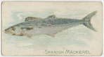 Spanish mackerel.