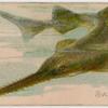 Sawfish.