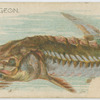 Sturgeon.
