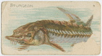 Sturgeon.