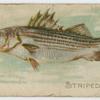 Striped bass.