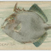 Triggerfish.