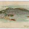 Weakfish.