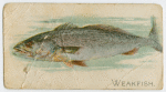 Weakfish.