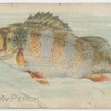 Yellow perch.