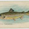 Atlantic salmon.