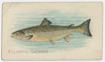 Atlantic salmon.