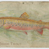 Albino brook trout.