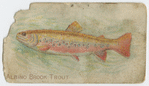 Albino brook trout.