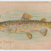 Brown trout.