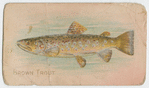 Brown trout.