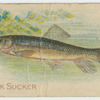 Brook sucker.