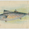 Bonito.