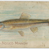 Blunt-nosed minnow.