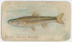Blunt-nosed minnow.