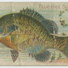 Blue gill sun fish.