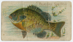 Blue gill sun fish.
