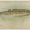 Burbot.