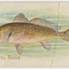 Channel bass.