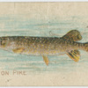 Common pike.