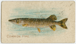 Common pike.