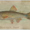 Common silverside, male.