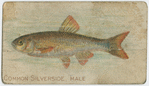 Common silverside, male.