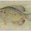Crappie.
