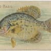 Calico bass.
