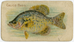 Calico bass.