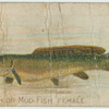 Dog fish or mud fish, female.