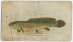 Dog fish or mud fish, female.