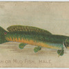 Dog fish or mud fish, male.