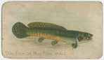 Dog fish or mud fish, male.