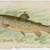 Female brook trout.