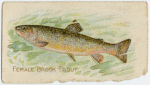 Female brook trout.