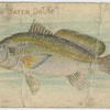Fresh water drum.