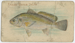 Fresh water drum.
