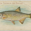 Golden shiner or bream.