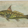 King fish.