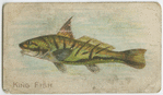 King fish.