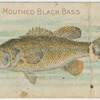 Large mouthed black bass.